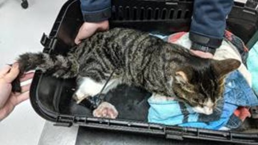 The cat was found by a passerby on April 30.