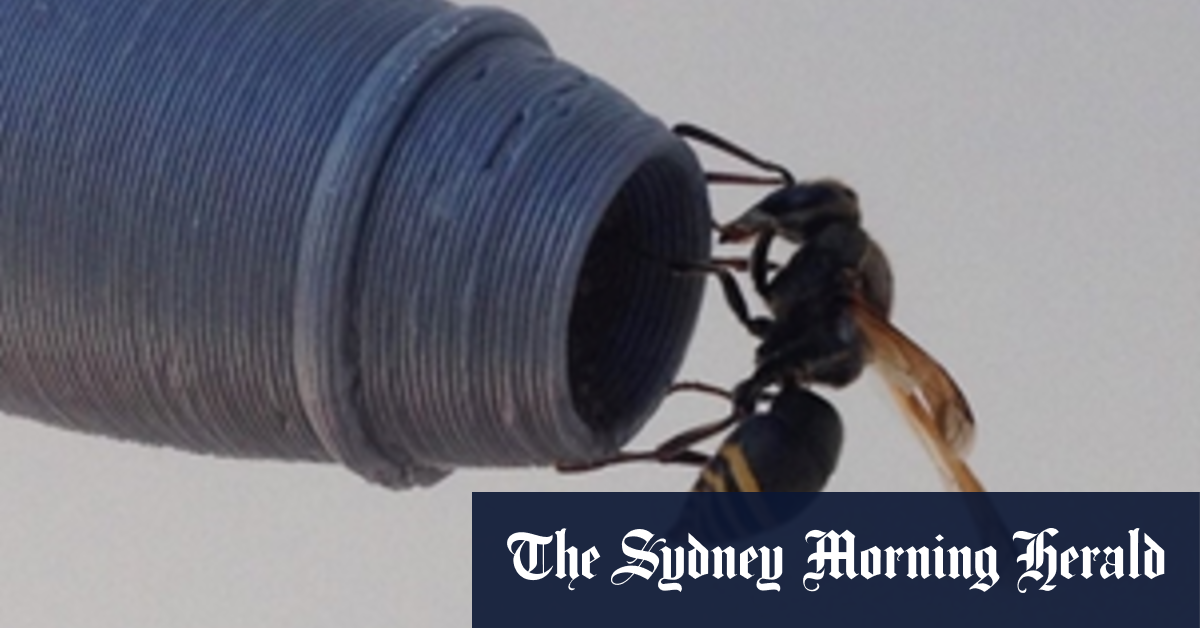 https://internewscast.com/the-tiny-insect-responsible-for-big-problems-at-brisbane-airport/
