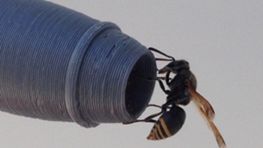 A keyhole wasp on one of the 3D printed replica probes.