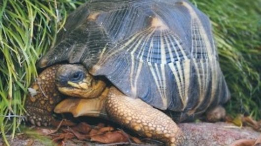 Three tortoises went missing from Perth Zoo. 