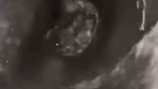 Reece Walsh drinks from own toilet.