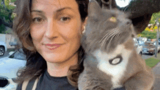 Why is Socko the city cat banned from boarding the CityCat?