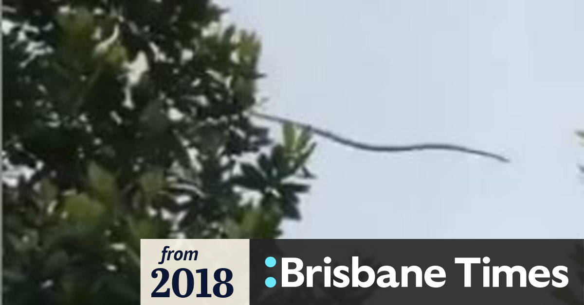 Snake 'dive bombs' out of tree on Sunshine Coast