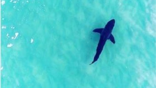 The four-metre great white shark was spotted just off Tamarama Beach by Drone Shark.