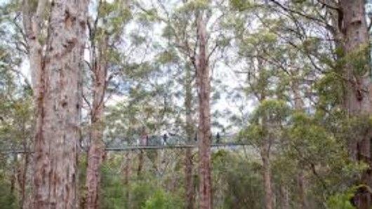 The Tree Top Walk near Walpole is a series of suspended walkways through the forest, just near the centre of the earthquake.