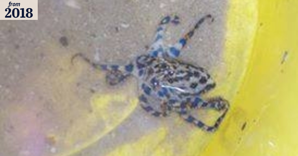 Fourth hospitalisation in under a month from a blue-ringed octopus