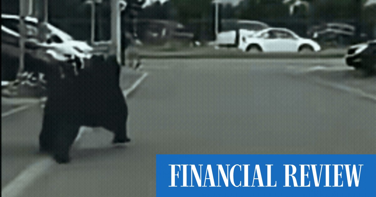 afr.com - Jessica Sier - Japan deploys troops, drones to combat rising bear attacks