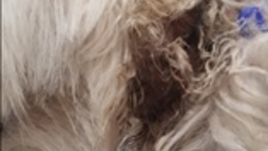 Shock collar for top furry dogs