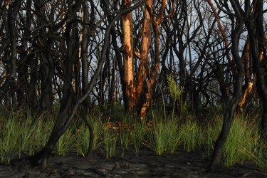 Fires ravaged Crowdy Bay National Park in November 2019.