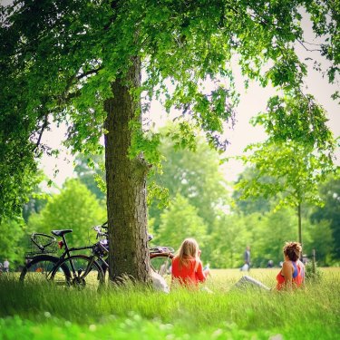 Create a canopy for summer by pruning mature trees now.