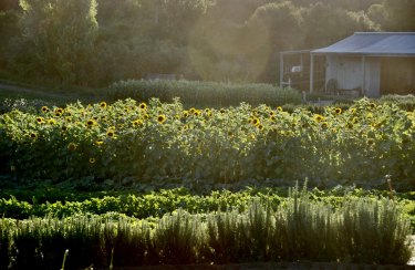 Sunflowers on the farm.