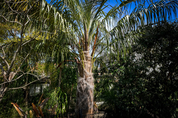 /Parajubaea cocoides/ from South America doesn’t exist in the wild but is known only from cultivation 

