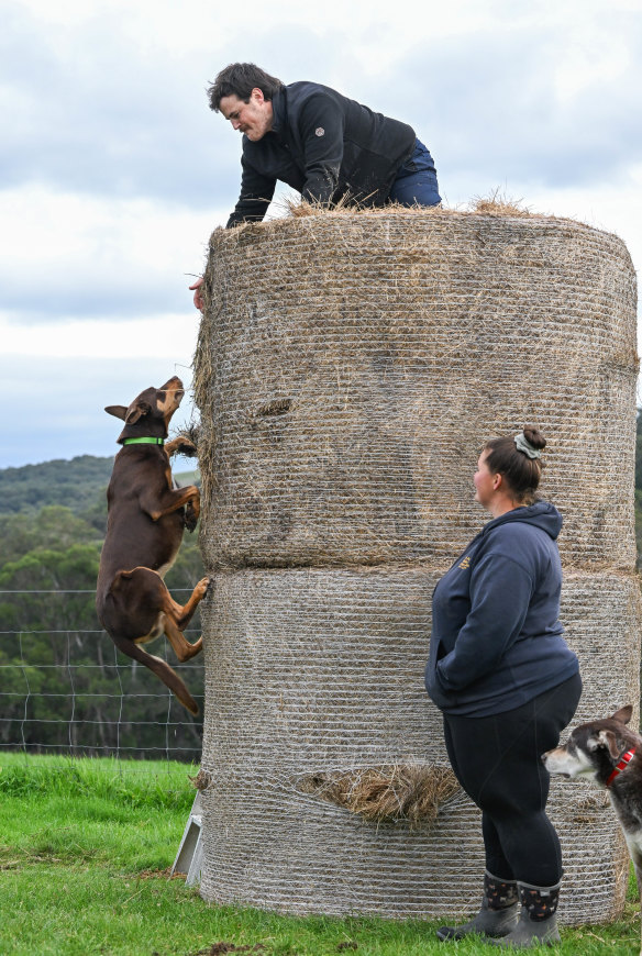 Cooper climbs a 2.6-metre hay bale in preparation for the kelpie high jump event.