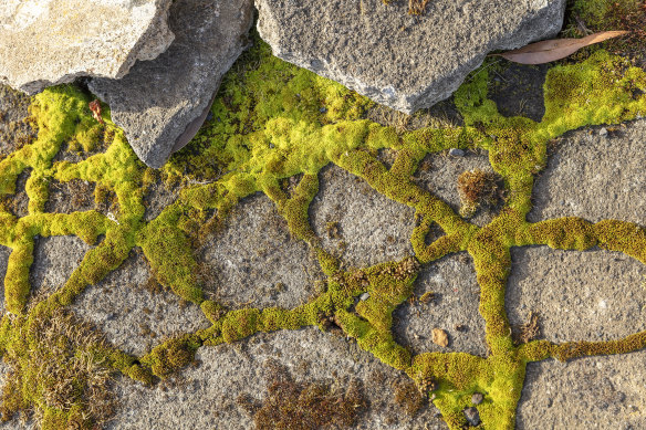 Old concrete introduces layers of texture.