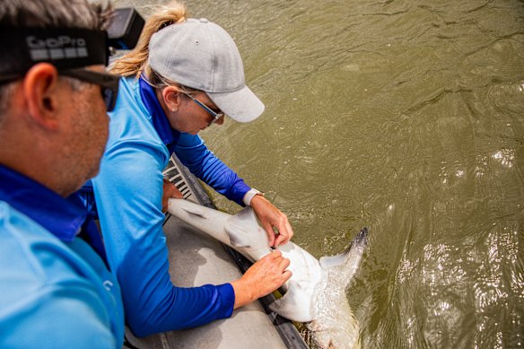 The University of the Sunshine Coast research team surgically implanting tracking devices into a bull shark. The devices have a 10-year battery life, and can be picked up by receivers from up to a kilometre away.  