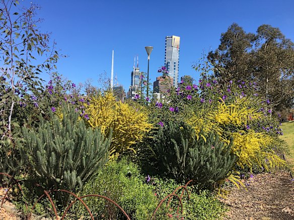 The woody meadow at Birrarung Marr, Melbourne was one of two pilot plots planted nine years ago