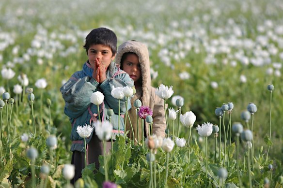 Afghan children work in an opium poppy field in Helmand province.