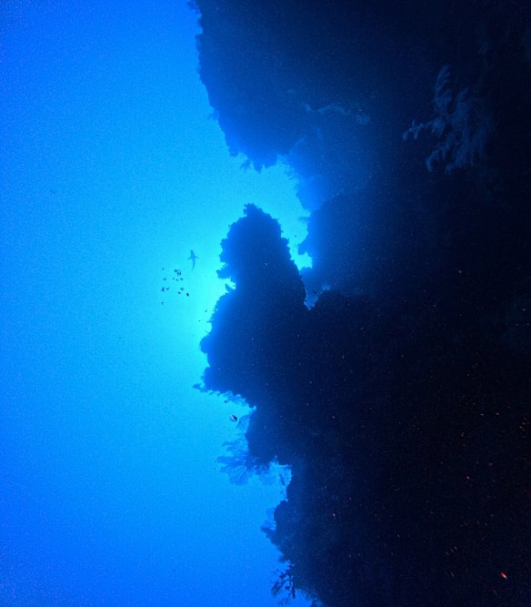  the view from a mesophotic reef.