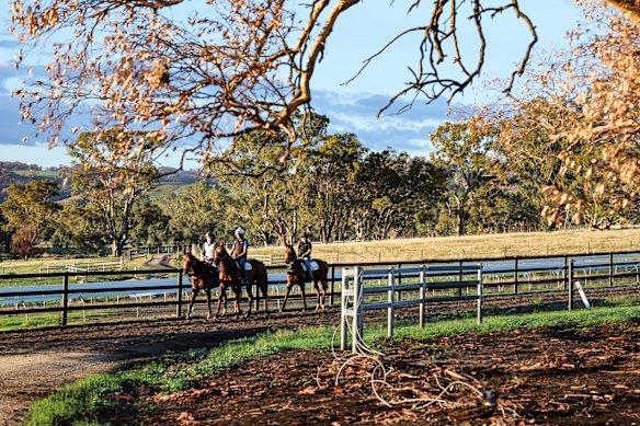 Horses work at Lindsay Park 11 weeks after the January bushfires.