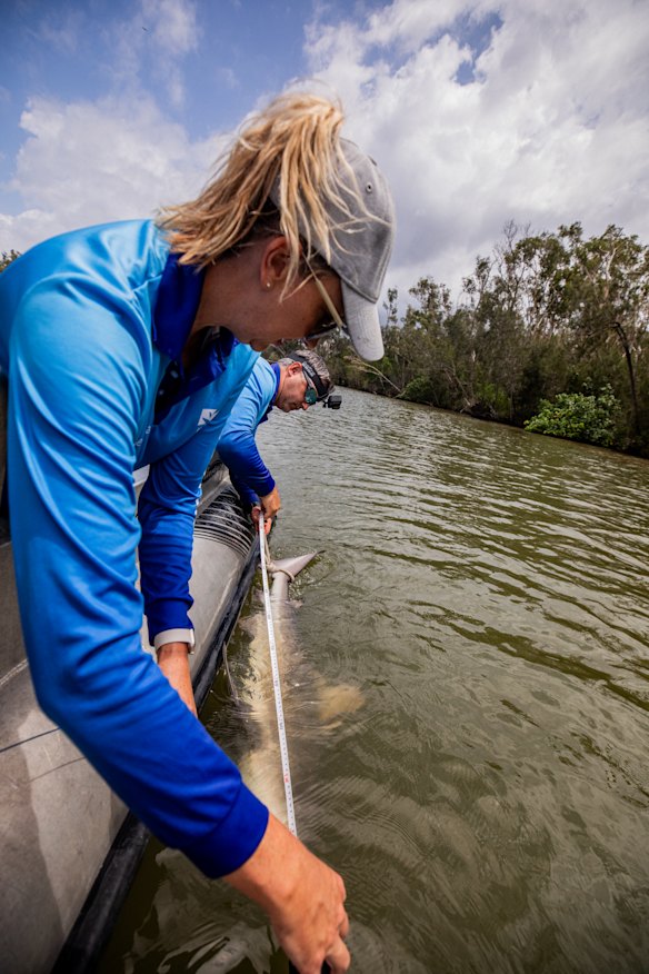There are no trackers in the Brisbane River, but doctor Bonnie Holmes said there is “definitely, definitely, definitely” a thriving population of bull sharks. 
