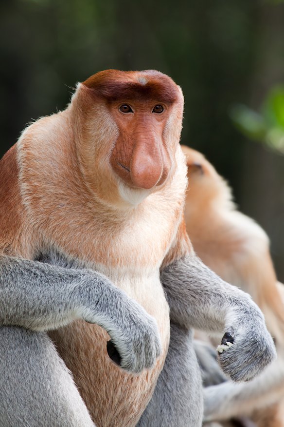 An alpha male proboscis monkey in the wilds of Indonesian Borneo.