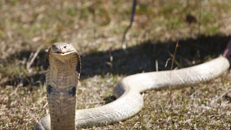 king cobra med sin dämpade färg och huva blossade som en varning.