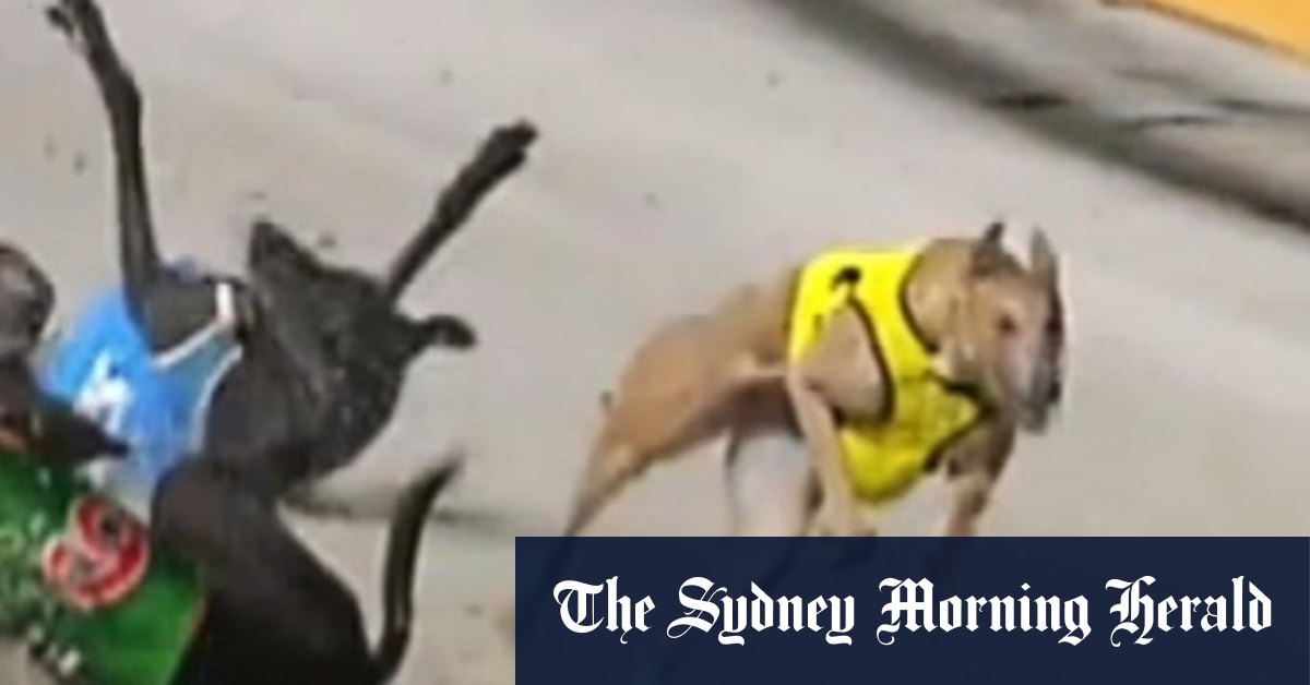 Government sits on report into greyhound racing at deadly Queensland track