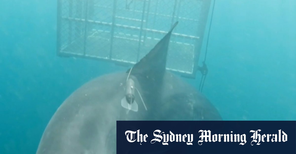 Scientist’s lost satellite tag washes up on Gold Coast