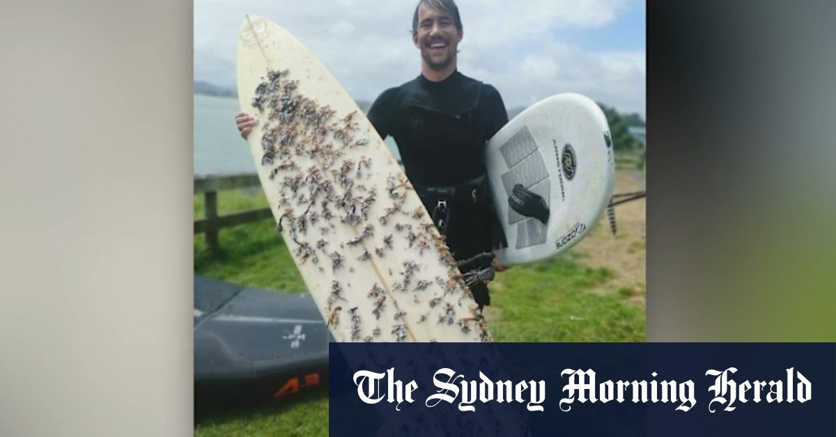 Tasmanian man’s surfboard turns up in New Zealand