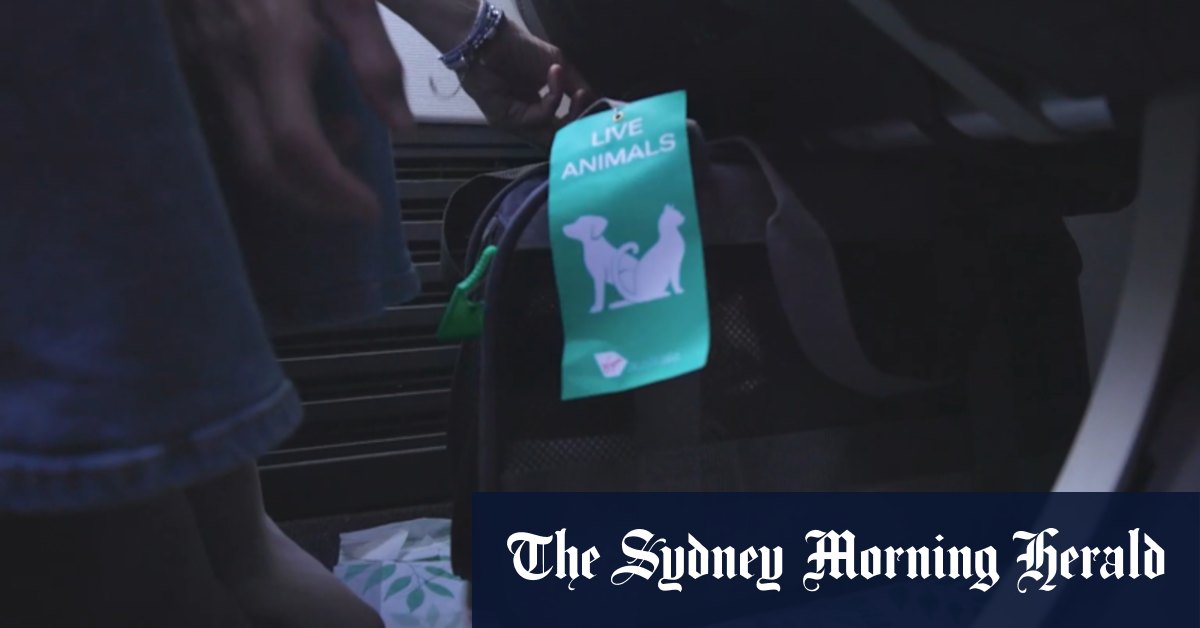 Virgin Airlines to welcome small pets on domestic flights