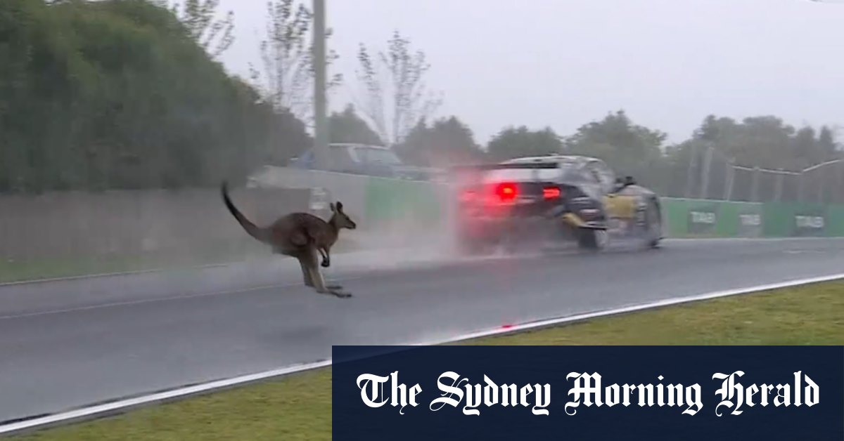 Kai Allen’s 250km near miss with kangaroo