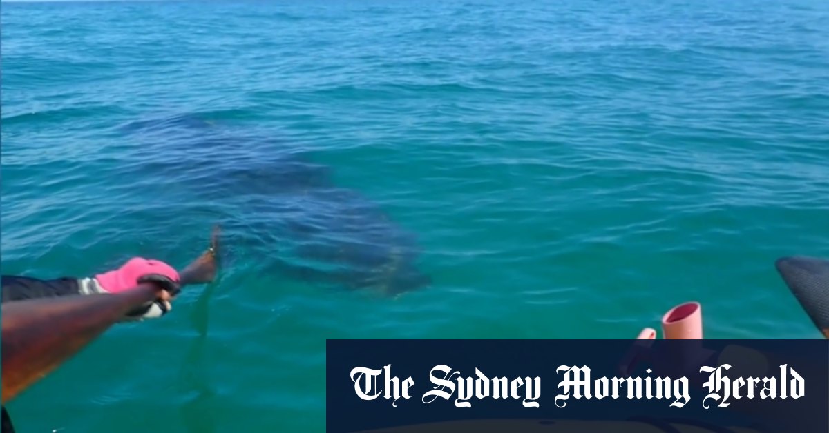 Close call for kayakers after suspected shark encounter