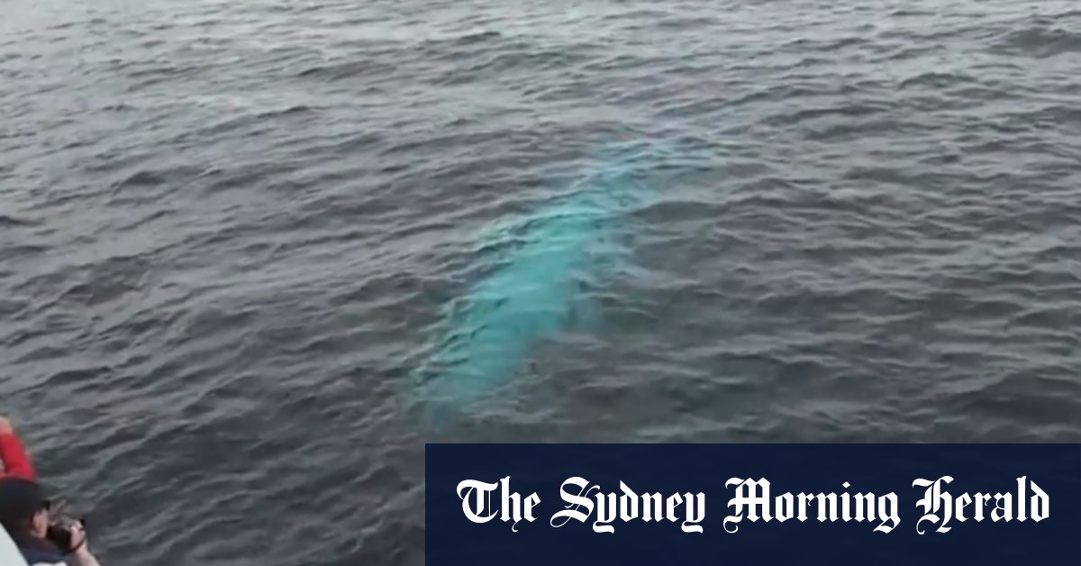 Albino whale spotted off coast of New Zealand