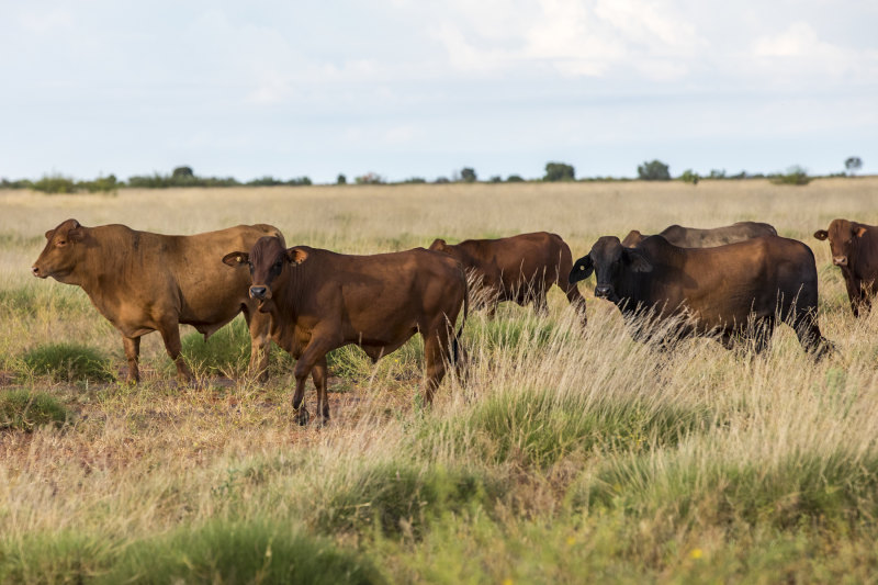 The portfolio of cattle stations runs 50,000 breeders.
