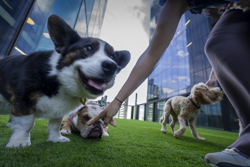 The dog park at Amazon’s new offices on Collins Street in Melbourne.