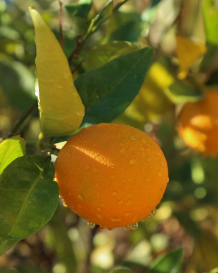 Low prices for oranges weighed on farmland prices.