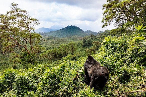 Rwanda’s Volcanoes National Park, where visitors can trek through jungle and have an encounter with a gorilla family.