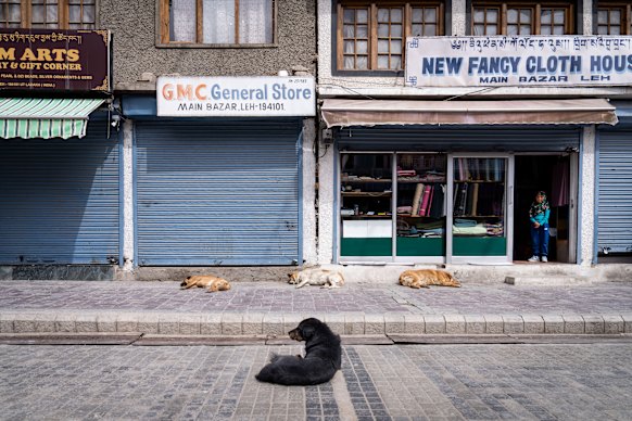 The street dogs in Ladakh, India have many supporters who feed them and do not want them culled.