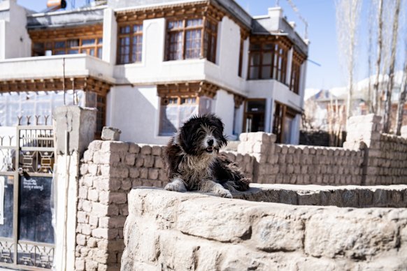 A street dog in Ladakh, India. There are now about 25,000 feral dogs roaming free around the region.