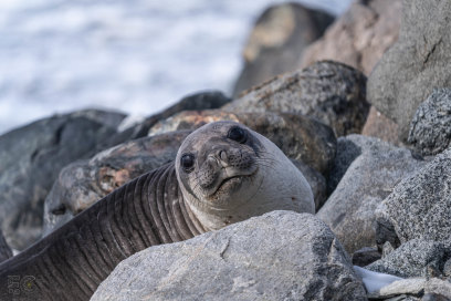 Fur seal pups are astatine  accrued  hazard  of tegument  cancers and sunburn, scientists person  warned.