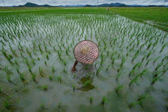 A farmer weeds a paddy field on the outskirts in Guwahati, India.