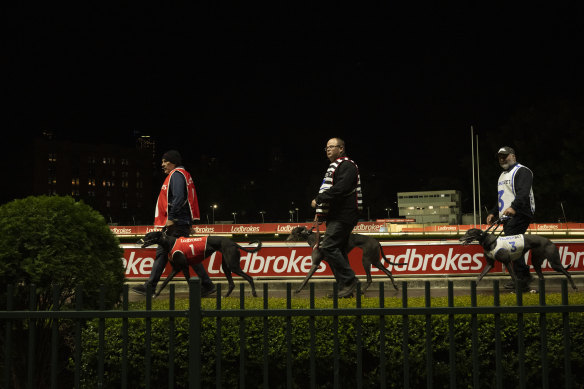 Greyhound Racing NSW have defended appointing the former head of their industry’s welfare body as its new CEO.