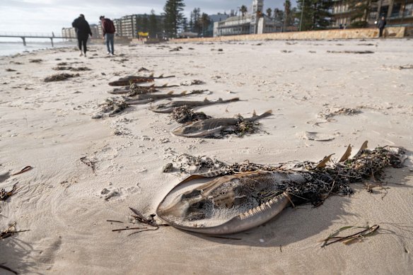 Globally connected early warning systems can alert us to risks such as an algal bloom, which has killed rays in SA.