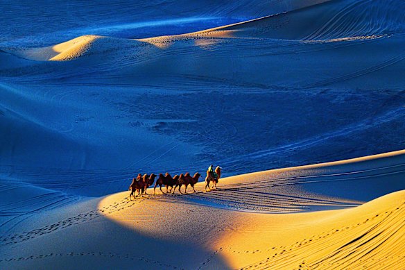 A camel caravan chasing first light across the golden dunes of the Badain Jaran Desert, Mongolia.