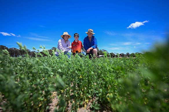 Benalla sheep farmers Julie and Stuart Green and their son Henry on their property, in a field of lucerne. 