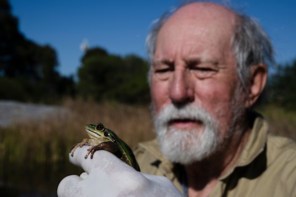 Dr Arthur White from the Frog and Tadpole Study Group holding a green and golden bell frog.