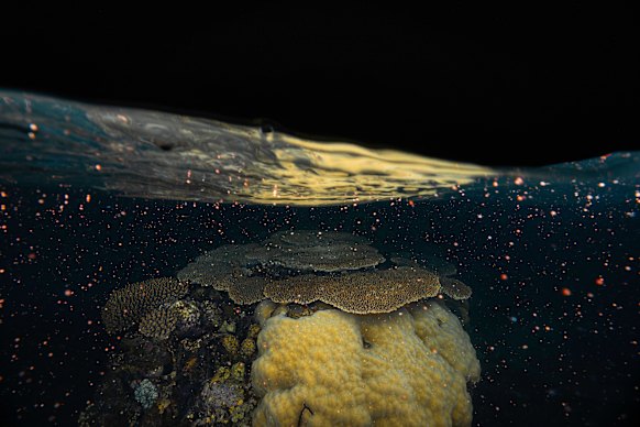 Coral spawning at Ningaloo Reef.
