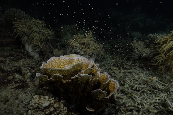 The annual, synchronised, night time event where coral colonies simultaneously release billions of eggs and sperm (gametes) into the ocean.
