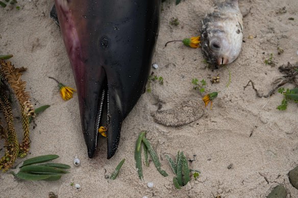 Members of the public placed commemorative rocks and flowers around a dolphin found dead at Carricklinga Beach on the Fleurieu Peninsula last year.