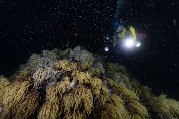 Divers swim through the underwater snowstorm unleashed by the yearly spawning at Moore Reef.
